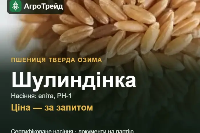 Пшениця тверда озима Шулиндінка — насіння- фото № 1