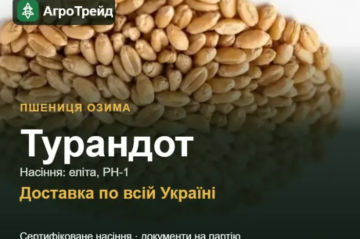 Пшениця озима Турандот — насіння, від 14 800 грн/т- фото № 1