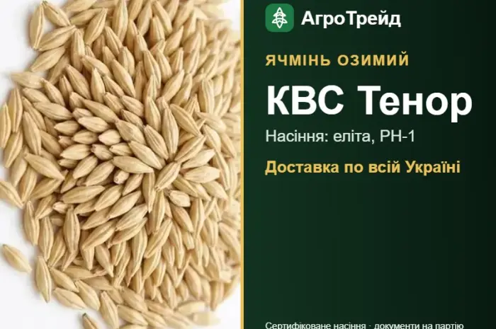 Озимий ячмінь КВС Тенор — насіння- фото № 1