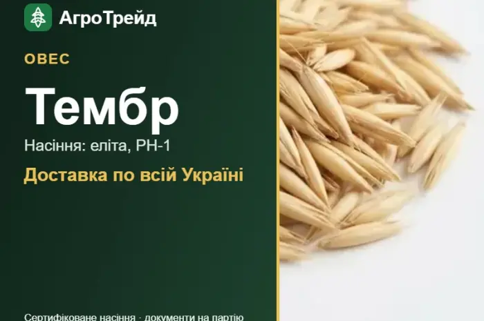 Посівний овес Тембр- фото № 1