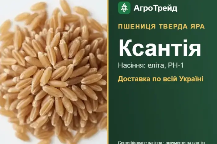 Купити тверду яру пшеницю Ксантія на посів- фото № 1