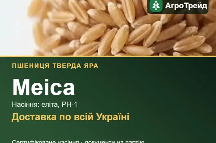 Пшениця тверда яра Меіса — насіння- фото № 1