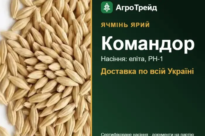 Купити ярий ячмінь Командор на посів- фото № 1