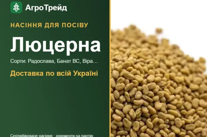 Продам насіння люцерни- фото № 1