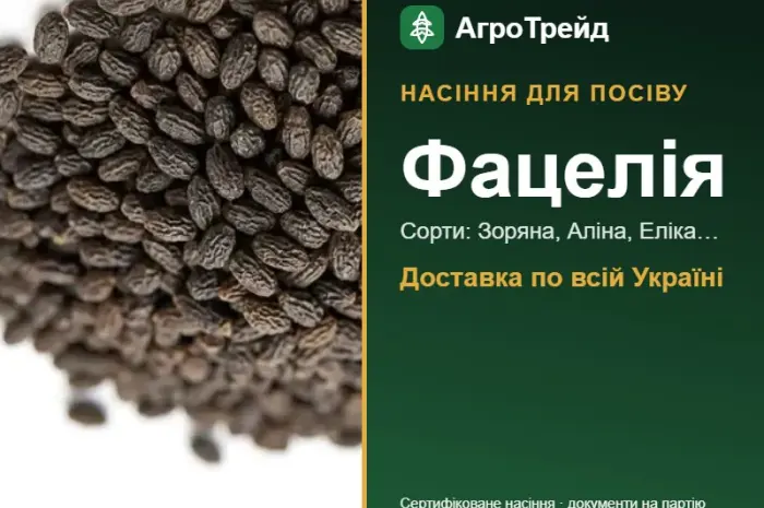 Продам насіння фацелії- фото № 1