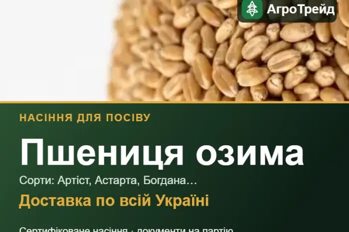 Продам насіння озимої пшениці- фото № 1