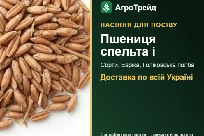 Продам насіння спельти та полби- фото № 1