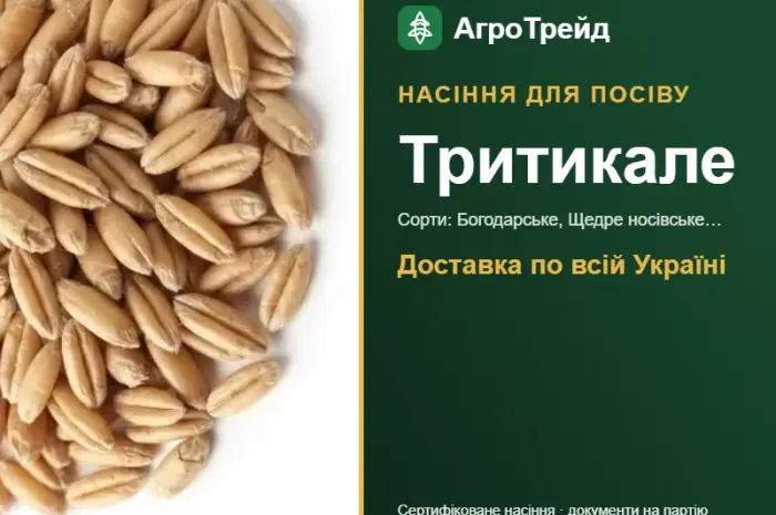 Продам насіння тритикале- фото № 1