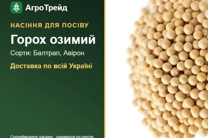 Продам насіння озимого гороху- фото № 1