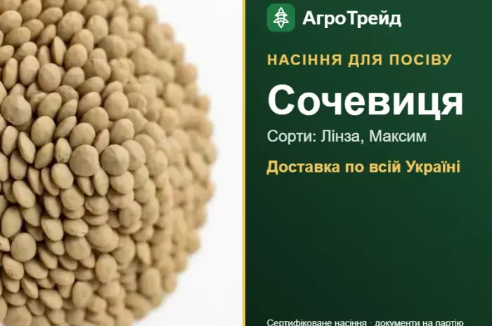 Продам насіння сочевиці- фото № 1