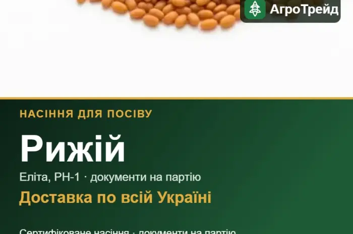 Продам насіння рижію- фото № 1