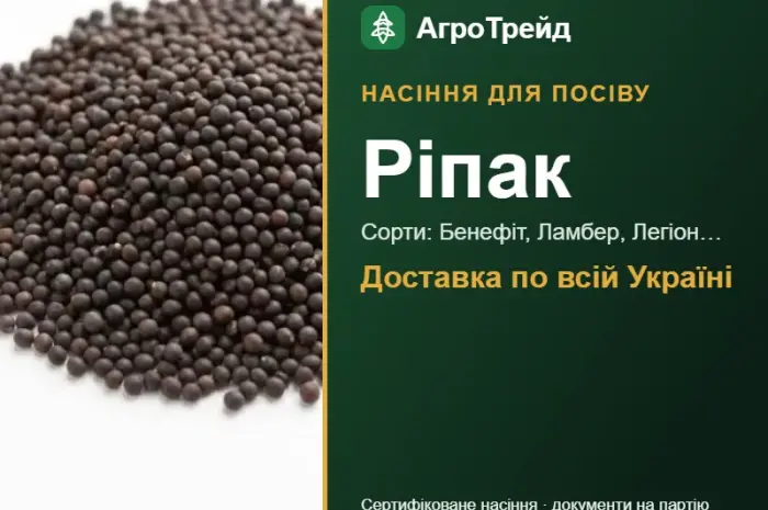 Продам насіння ріпаку- фото № 1