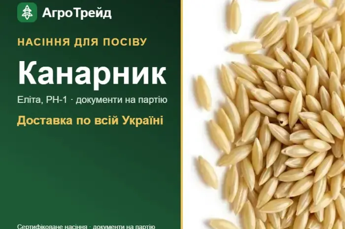 Продам насіння канарника- фото № 1