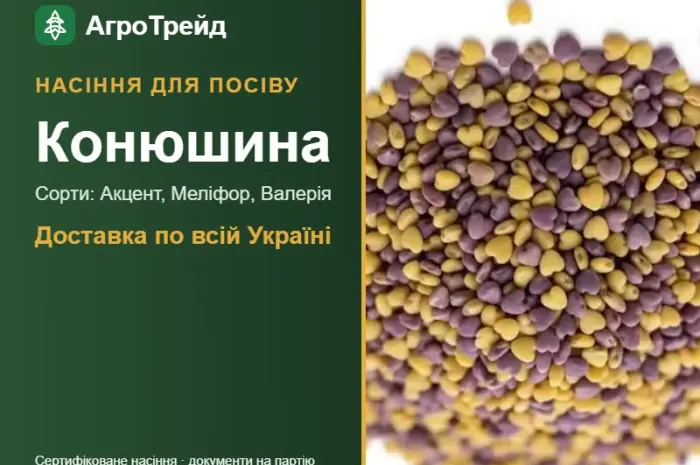 Продам насіння конюшини- фото № 1