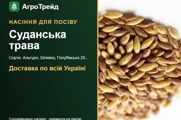 Продам насіння суданської трави- фото № 1