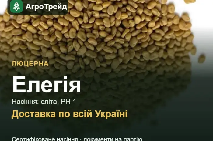Люцерна Елегія- фото № 1