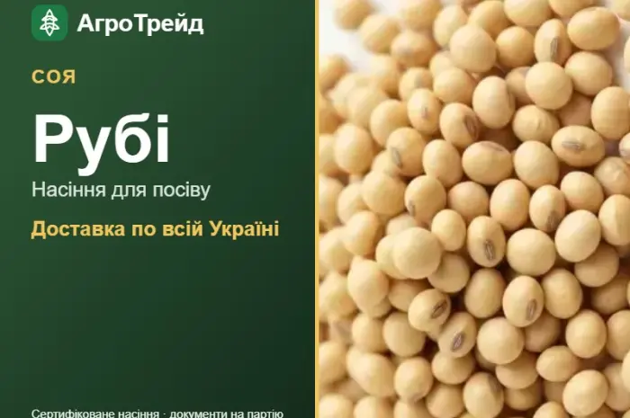 Рубі — соя, насіння- фото № 1