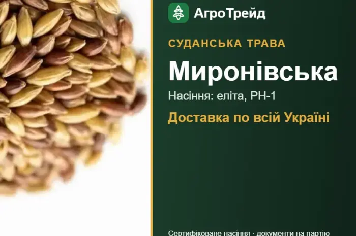 Миронівська — суданська трава, насіння- фото № 1