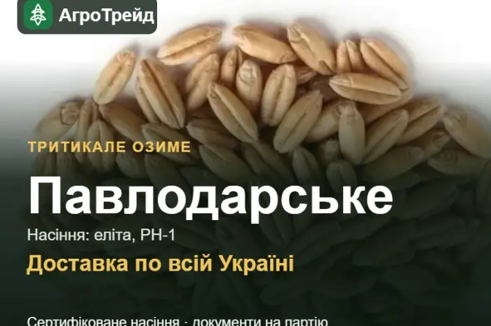 Тритикале озиме Павлодарське- фото № 1