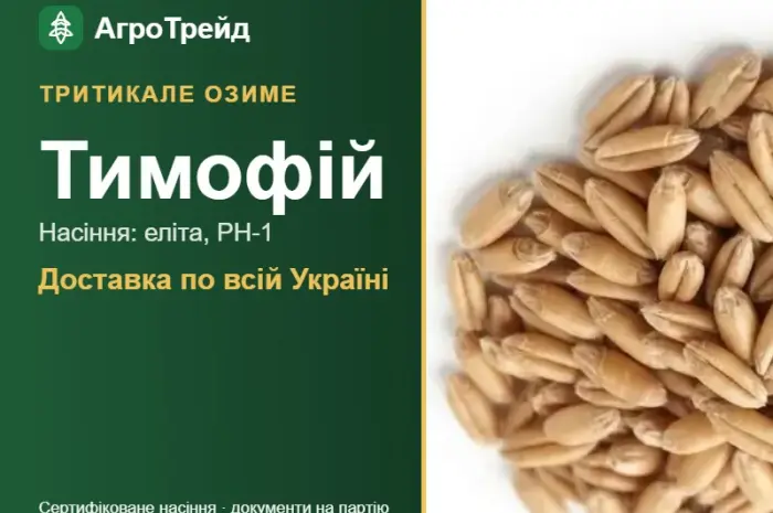 Купити насіння озимого тритикале Тимофій- фото № 1