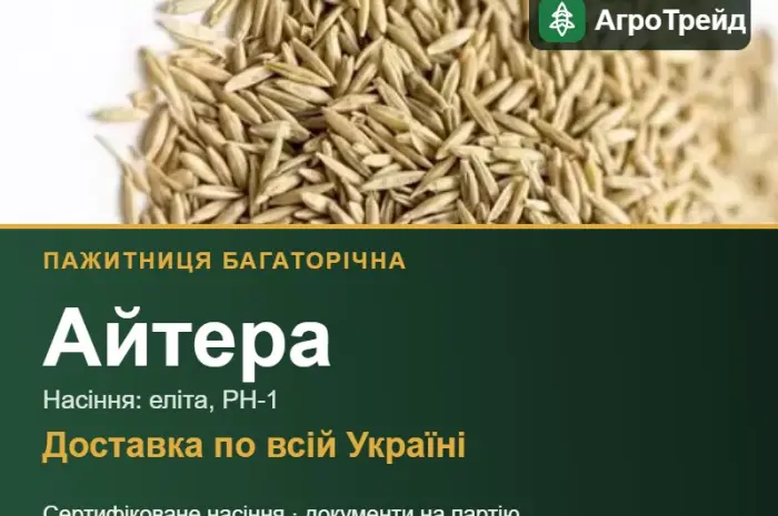 Пажитниця багаторічна Айтера- фото № 1