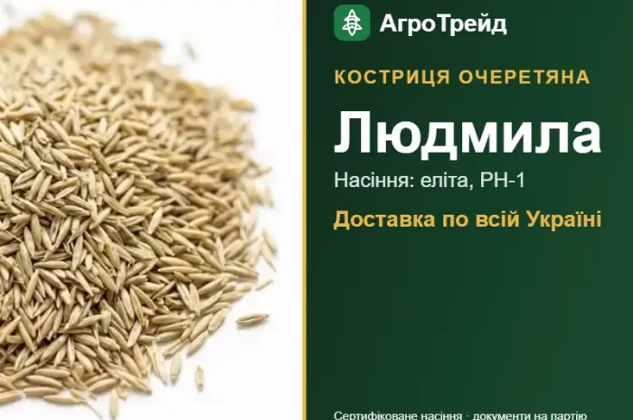 Купити насіння костриці очеретяної Людмила- фото № 1